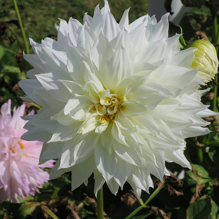 Dahlia Clouds Collection|‘Snow Country’ Dinner Plate Dahlia