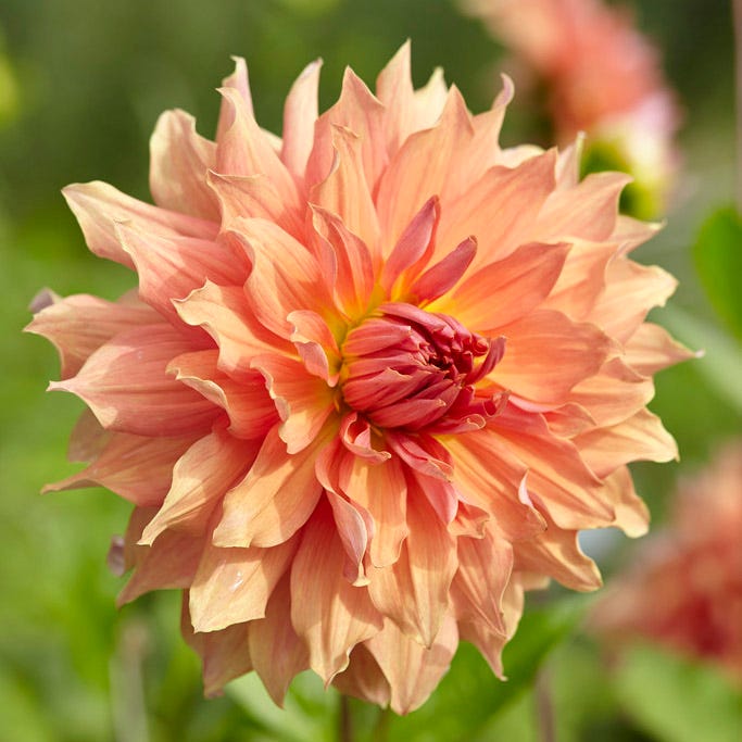 Dahlia Clouds Collection|‘Belle of Barmera’ Dinner Plate Dahlia
