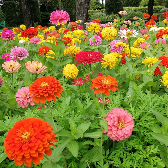 Dahlia Flowered Zinnia Seeds|Zinnia Seeds Dahlia Flowered, Zinnia elegans