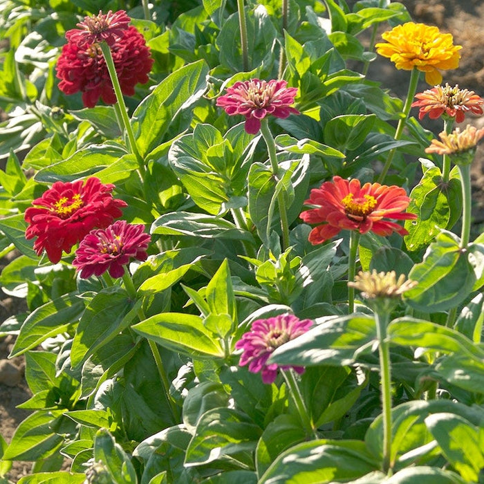 Dahlia Flowered Zinnia Seeds|Zinnia Seeds Dahlia Flowered, Zinnia elegans