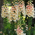 Dalmatian Peach Foxglove|Dalmatian Peach Foxglove, Digitalis purpurea, Photo Courtesy of Walters Garden Inc.