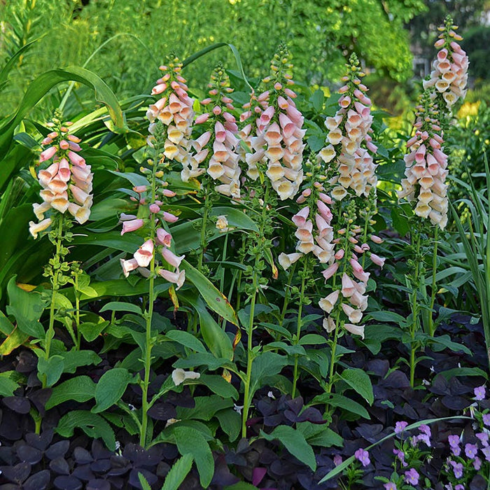 Dalmatian Peach Foxglove|Dalmatian Peach Foxglove, Digitalis purpurea, Photo Courtesy of Walters Garden Inc.