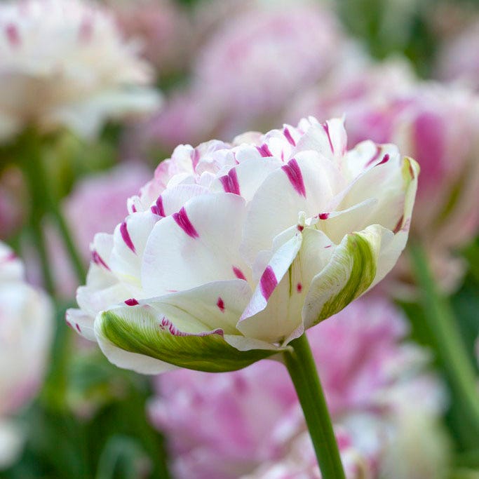 Danceline Double Late Tulip|Danceline Double Late Tulip, Tulipa ‘Danceline’