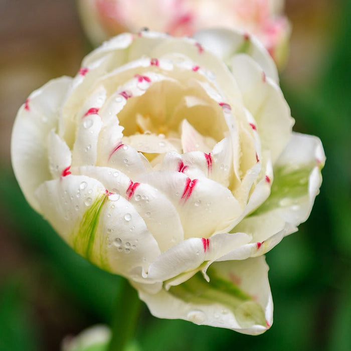 Danceline Double Late Tulip|Danceline Double Late Tulip, Tulipa ‘Danceline’