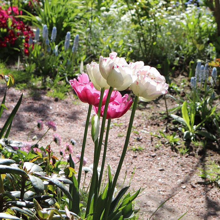 Danceline Double Late Tulip|Danceline Double Late Tulip, Tulipa ‘Danceline’