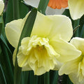 Dancing Moonlight Double Daffodil|Dancing Moonlight Double Daffodil, Narcissus Dancing Moonlight close up