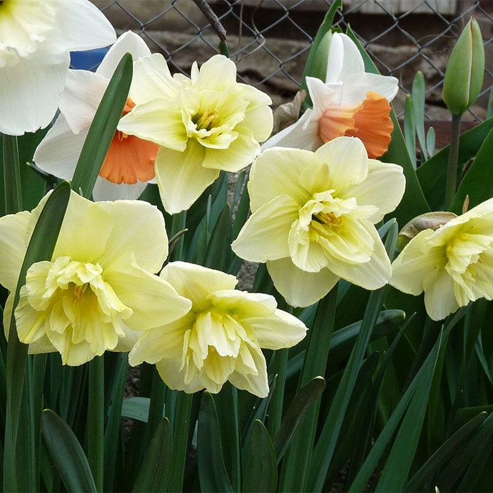 Dancing Moonlight Double Daffodil|Dancing Moonlight Double Daffodil, Narcissus Dancing Moonlight