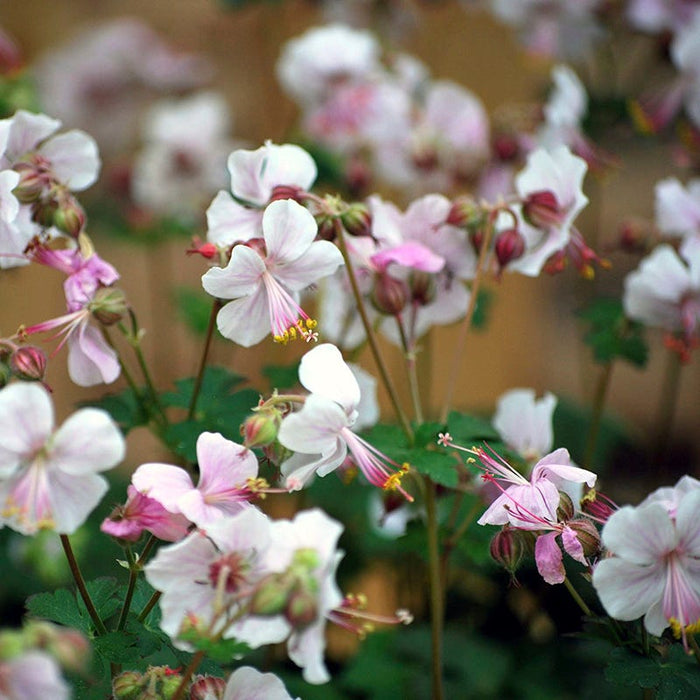 Blushing Cottage Garden Plant Collection|Biokovo Geranium