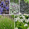 Dappled Shade Tapestry Lawn Plant Collection|Dappled Shade Tapestry Lawn Plant Collection