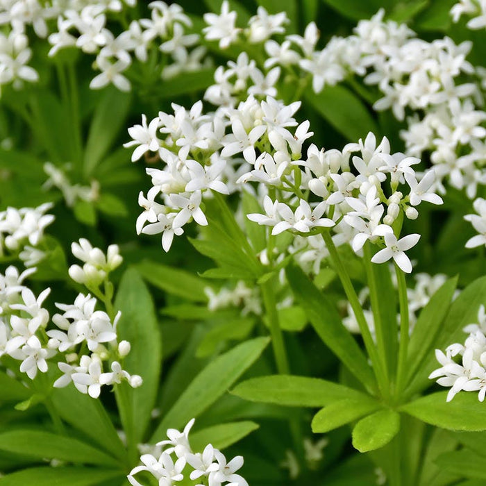 Dappled Shade Tapestry Lawn Plant Collection|Sweet Woodruff
