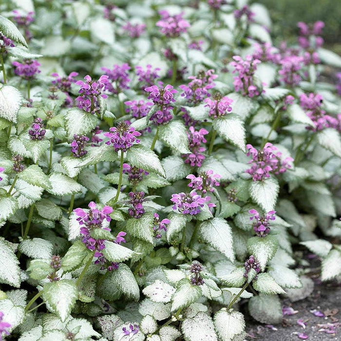 Dappled Shade Tapestry Lawn Plant Collection|Orchid Frost Lamium