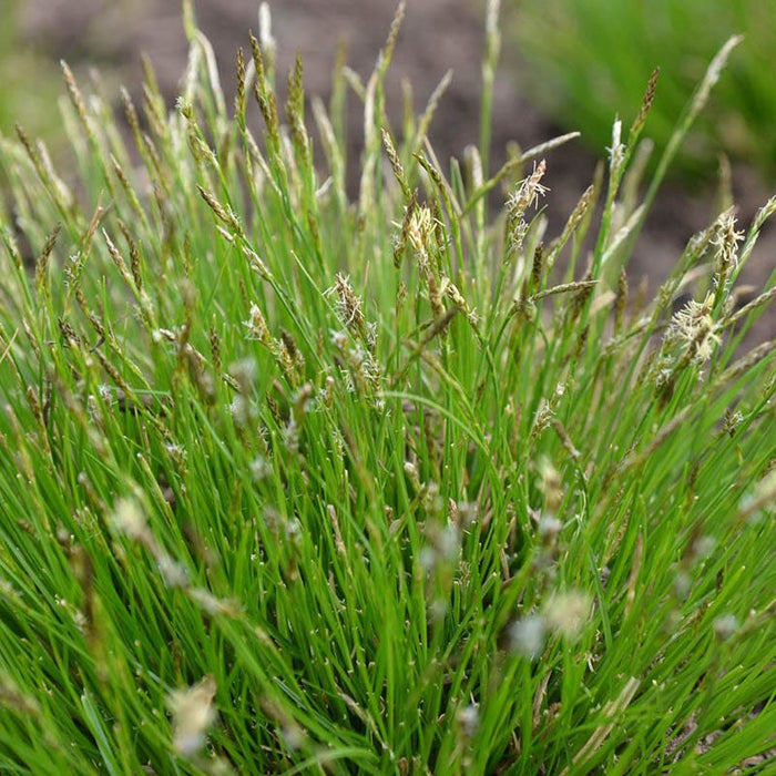 Dappled Shade Tapestry Lawn Plant Collection|White Tinged Sedge