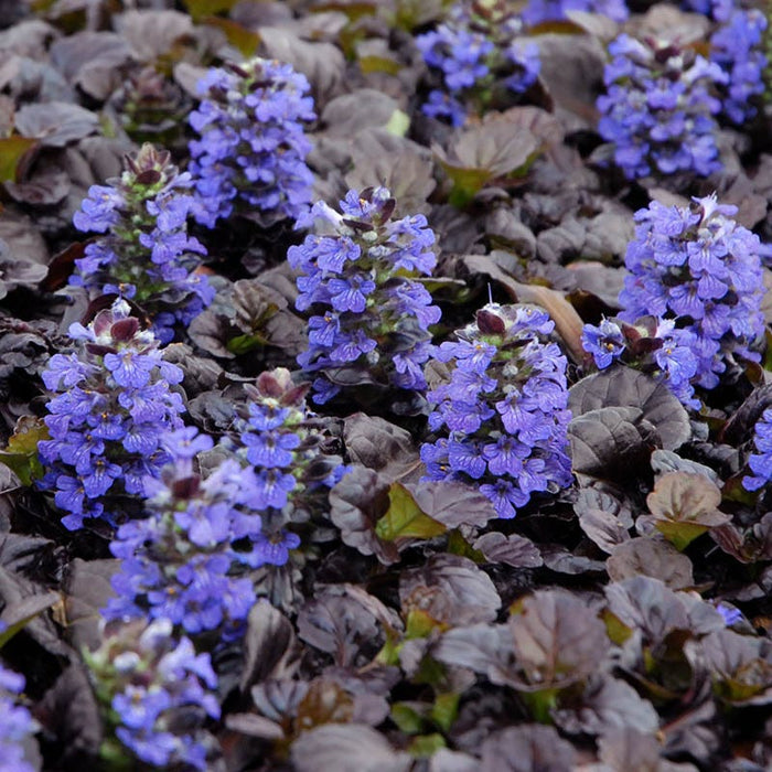 Dappled Shade Tapestry Lawn Plant Collection|Black Scallop Ajuga. Photo Courtesy of Walters Gardens Inc.