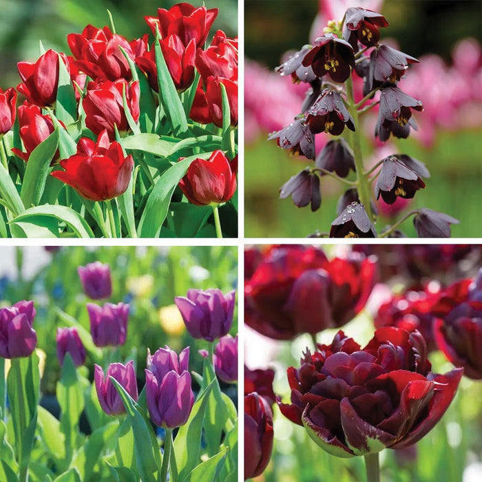 Dark & Stormy Flower Bulb Collection|Dark & Stormy Bulb Collection