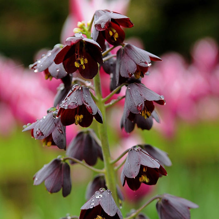 Dark & Stormy Flower Bulb Collection|Persian Lily