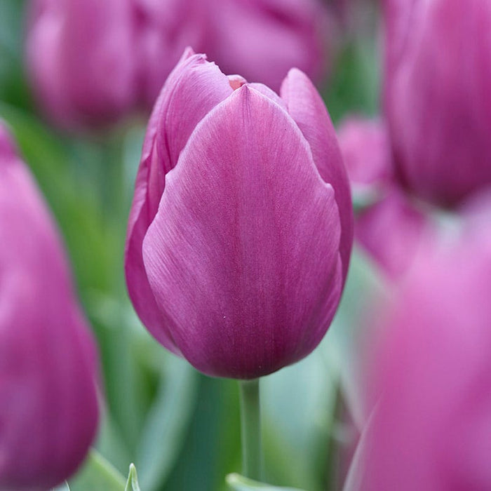 Dark & Stormy Flower Bulb Collection|Purple Prince Single Early Tulip