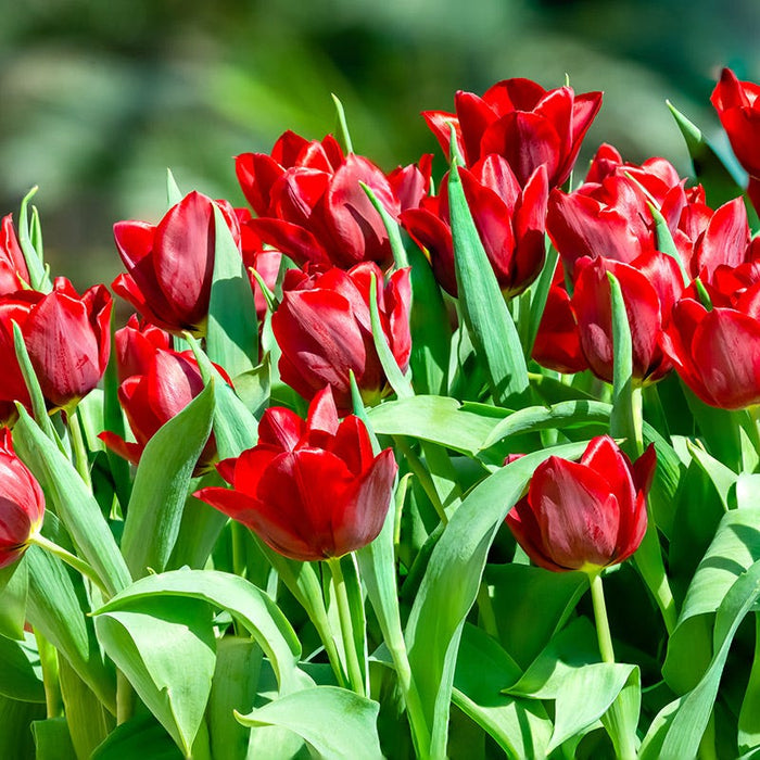 Dark & Stormy Flower Bulb Collection|Pallada Triumph Tulip