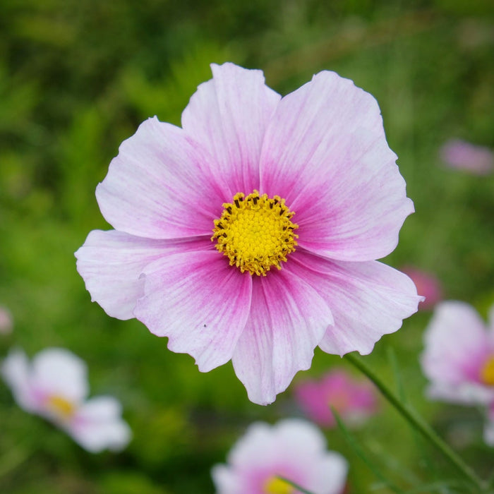 Daydream Cosmos Seeds|Pink and White Cosmos Seeds Daydream, Cosmos bipinnatus, Cosmos