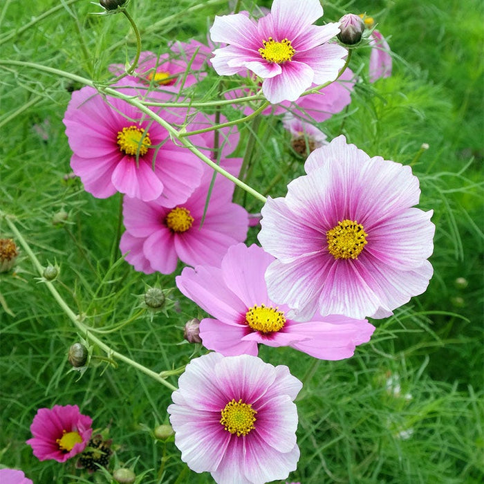 Daydream Cosmos Seeds|Pink and White Cosmos Seeds Daydream, Cosmos bipinnatus, Cosmos