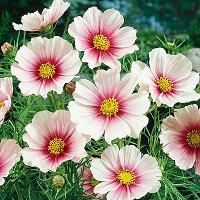 Daydream Cosmos Seeds|Pink and White Cosmos Seeds Daydream, Cosmos bipinnatus, Cosmos