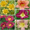 Daylily Mix|Daylily Mix, Hemerocallis