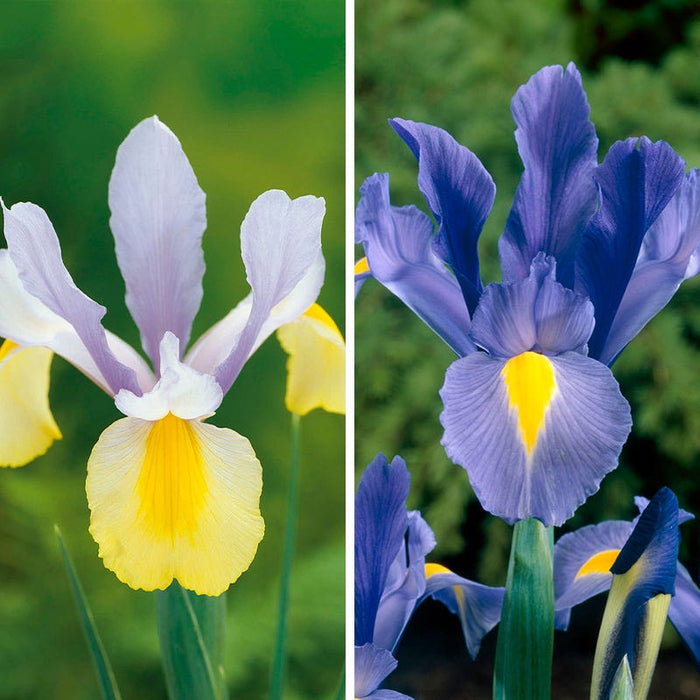 Deer Resistant Beauties Bulb Collection|Deer Resistant Beauties Bulb Collection