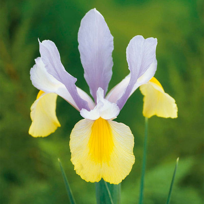 Deer Resistant Beauties Bulb Collection|Oriental Beauty Dutch Iris
