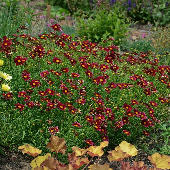 Deer Resistant Pre-Planned Garden|'Mercury Rising' Coreopsis (Tickseed), Photo Courtesy Of Walter's Gardens Inc