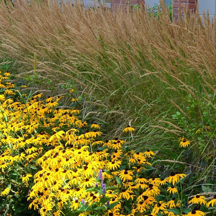 Deer Resistant Pre-Planned Garden|Deer Resistant Garden - Feather Reed Grass with Black Eyed Susan