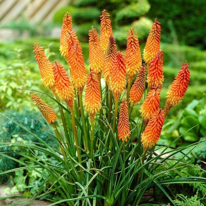 Deer Resistant Pre-Planned Garden|Red Hot Poker Alcazar, Kniphofia