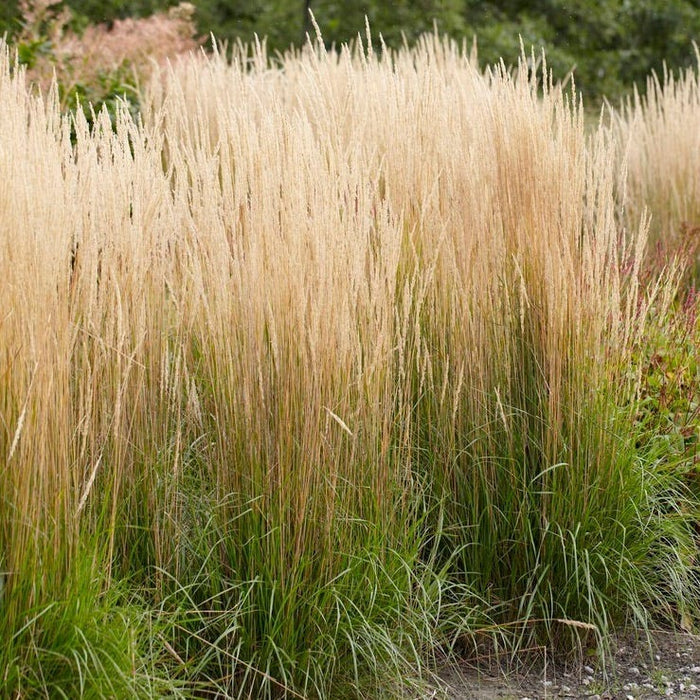 Deer Resistant Pre-Planned Garden|Feather Reed Grass Karl Foerester