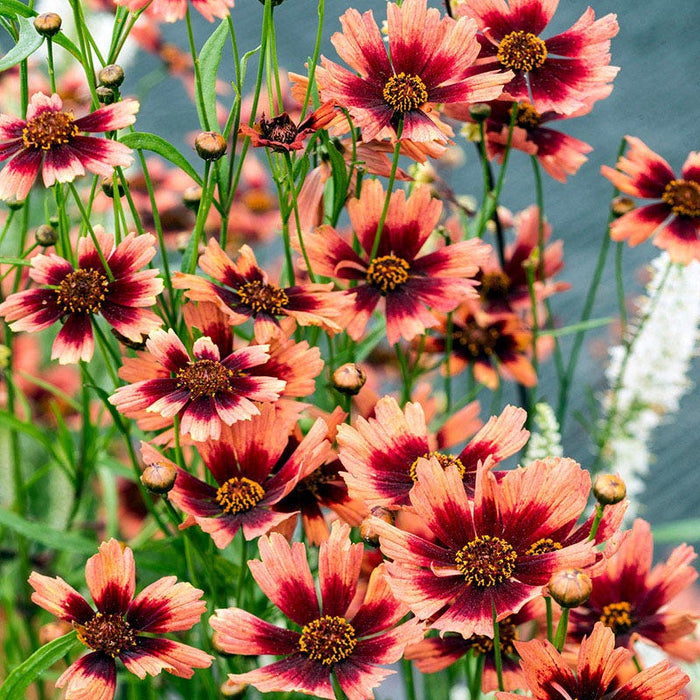 Desert Coral Coreopsis|Desert Coral Coreopsis, Coreopsis hybrid