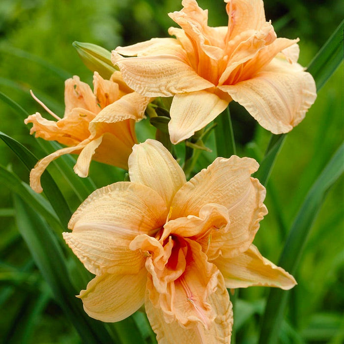 Double Dream Daylily|Peach Daylily Double Dream, Hemerocallis,