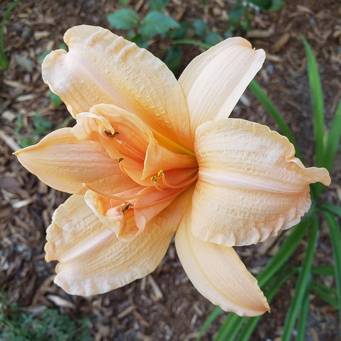 Double Dream Daylily|Peach Daylily Double Dream, Hemerocallis, Photo Credit Robin Tompkins