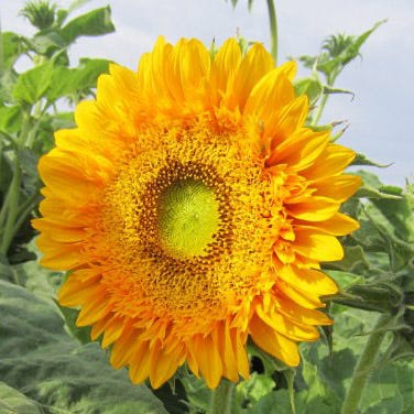 Double Sun Sunflower Seeds|Double Sun Sunflower, Helianthus annuus Double Sun