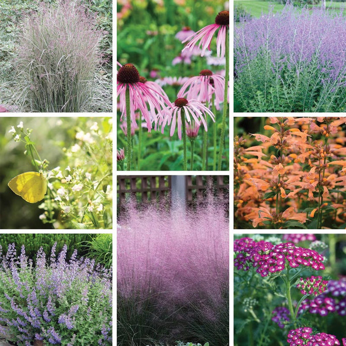 Dreamy Meadow Pre-Planned Garden|Dreamy Meadow Pre-Planned Garden