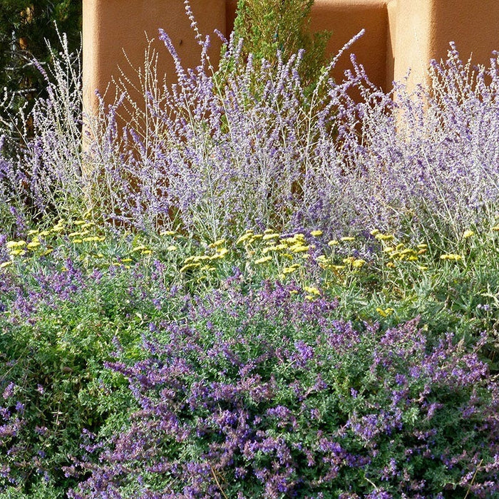 Dreamy Meadow Pre-Planned Garden|Dreamy Meadow Pre-Planned Garden