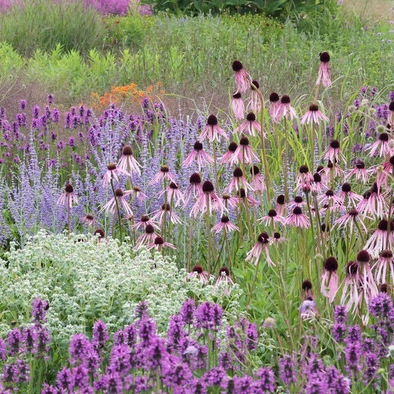 Dreamy Meadow Pre-Planned Garden|Dreamy Meadow Pre-Planned Garden