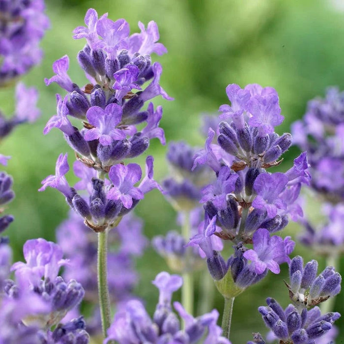 Munstead English Lavender