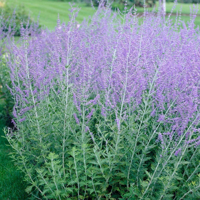 Russian Sage