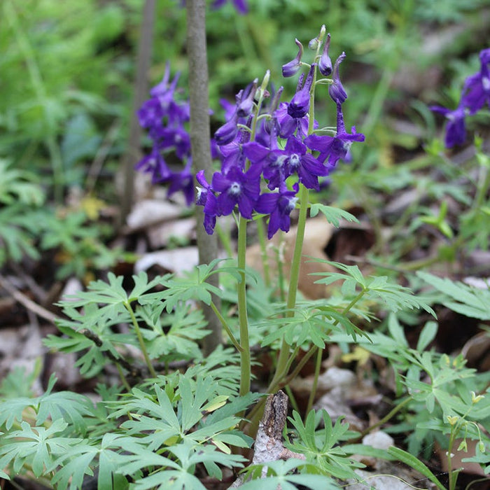 Dwarf Larkspur|Purple Larkspur or Wild Delphinium, Delphinium tricorne, Photo Credit - Chris Evans, University of Illinois, Bugwood.org
