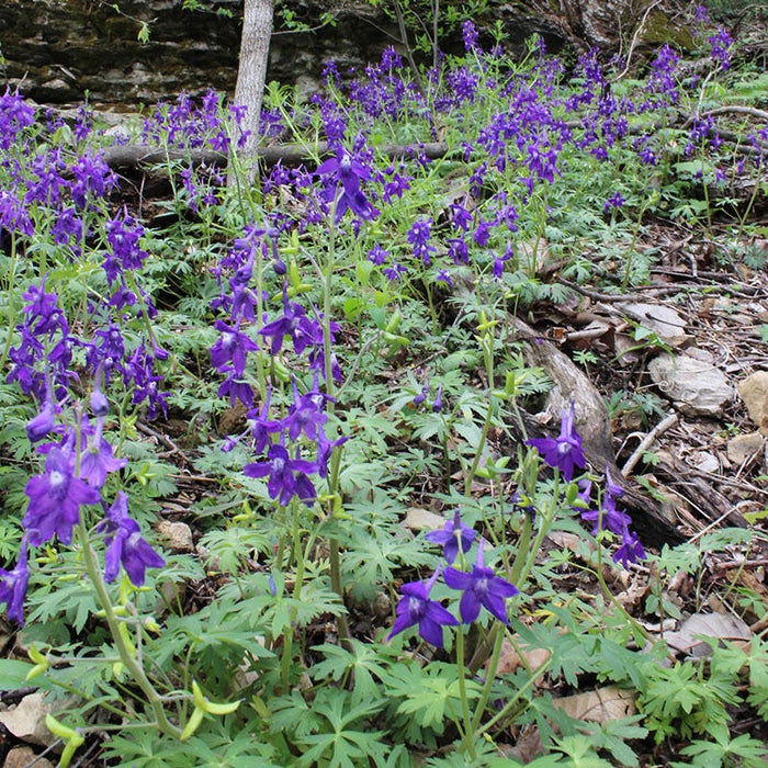 Dwarf Larkspur|Purple Larkspur or Wild Delphinium, Delphinium tricorne, Photo Credit - Chris Evans, University of Illinois, Bugwood.org