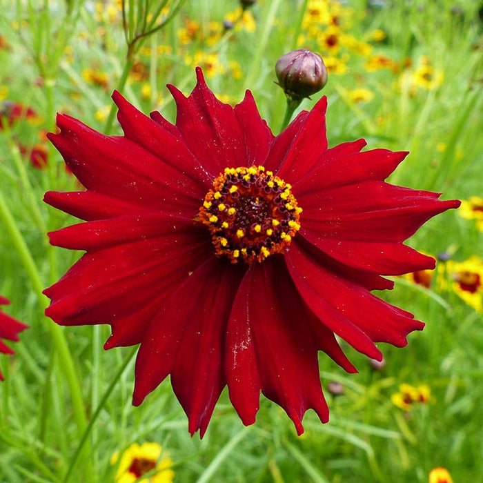 Dwarf Red Plains Coreopsis Seeds|Dwarf Coreopsis Seeds Red Plains, Coreopsis tinctoria Dwarf Red Plains