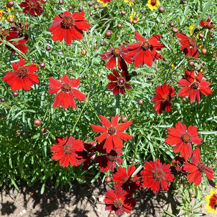 Dwarf Red Plains Coreopsis Seeds|Dwarf Coreopsis Seeds Red Plains, Coreopsis tinctoria Dwarf Red Plains