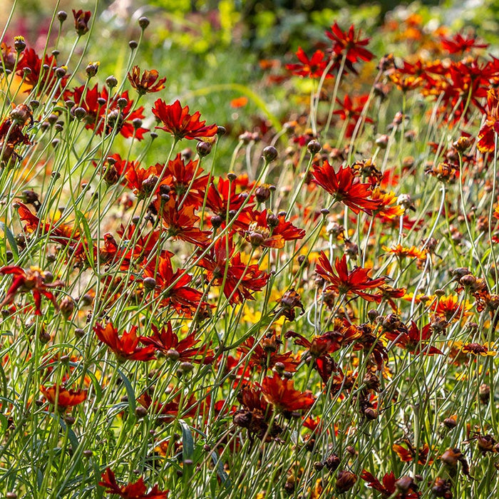 Dwarf Red Plains Coreopsis Seeds|Dwarf Coreopsis Seeds Red Plains, Coreopsis tinctoria Dwarf Red Plains