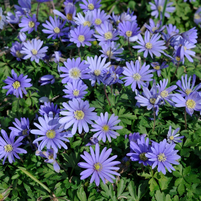 Early Arrival Bulb Collection|Anemone Blanda Blue Shades