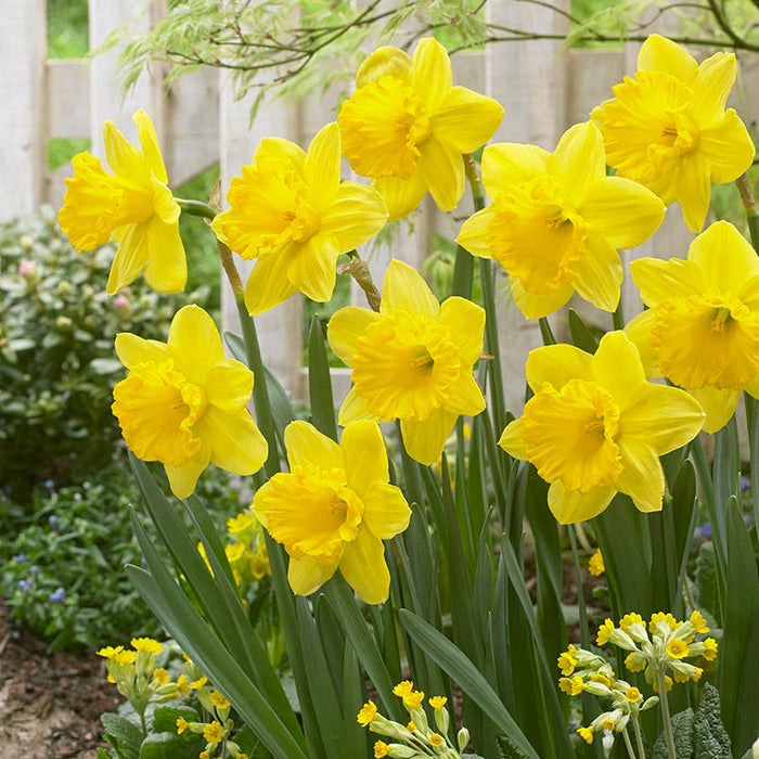 Gigantic Star Large Cupped Daffodil|Gigantic Star Large Cupped Daffodil
