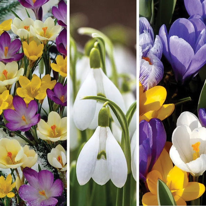 Early Riser Naturalizing Bulb Collection|Early Riser Naturalizing Bulb Collection