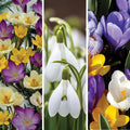 Early Riser Naturalizing Bulb Collection|Early Riser Naturalizing Bulb Collection