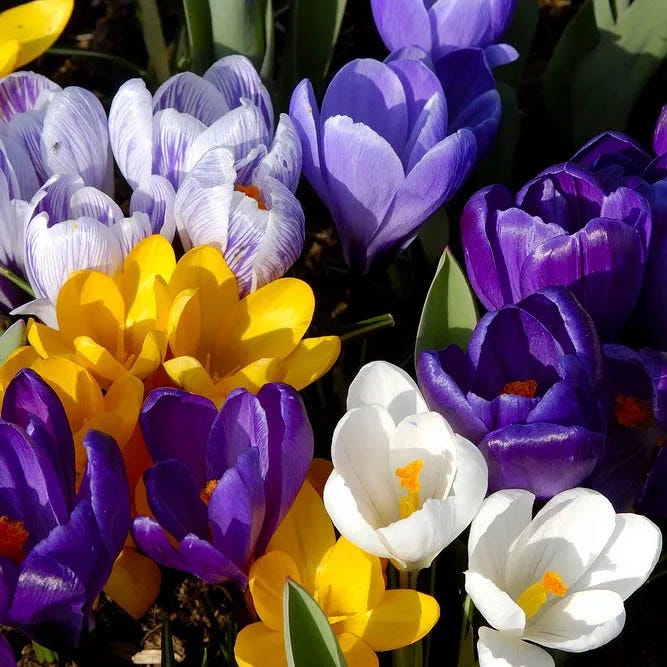 Early Riser Naturalizing Bulb Collection|Dutch Crocus Mix